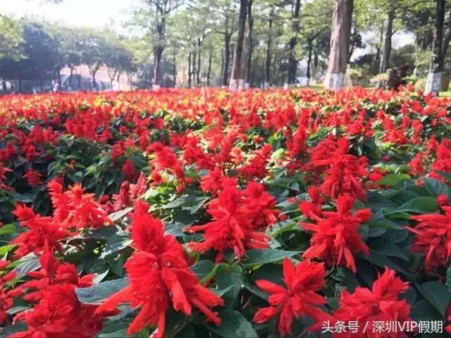 从化毅华温泉特色,从化毅华温泉旅游攻略