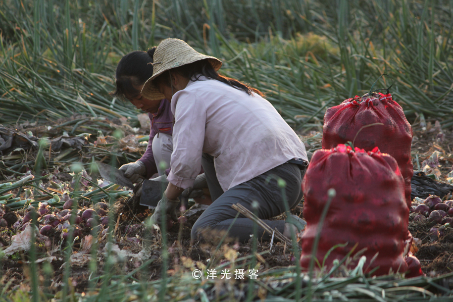 菜贱伤农的原因和对策,简要分析菜贱伤农和菜贵伤民现象
