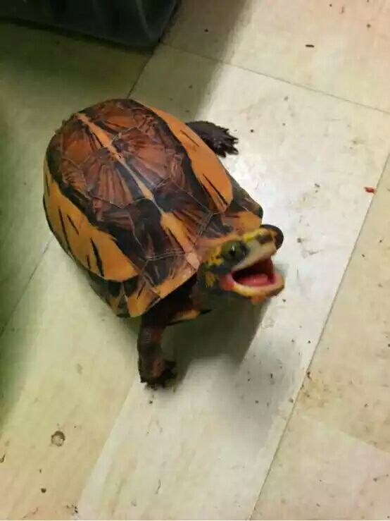 细说国龟之美五（黄额）