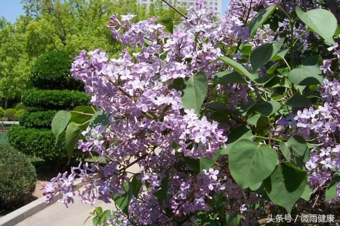 有一种花，90%的人都认错了，中药里可不用它，别再乱说了