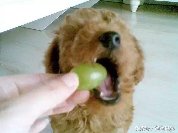 狗狗疫苗打几联比较好,狗狗打疫苗后注意事项