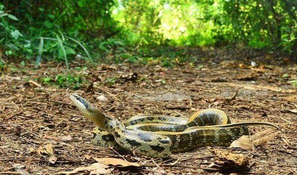 大家野外遇蛇一定要远离注意安全,野外遇到蛇应该站着不动还是跑