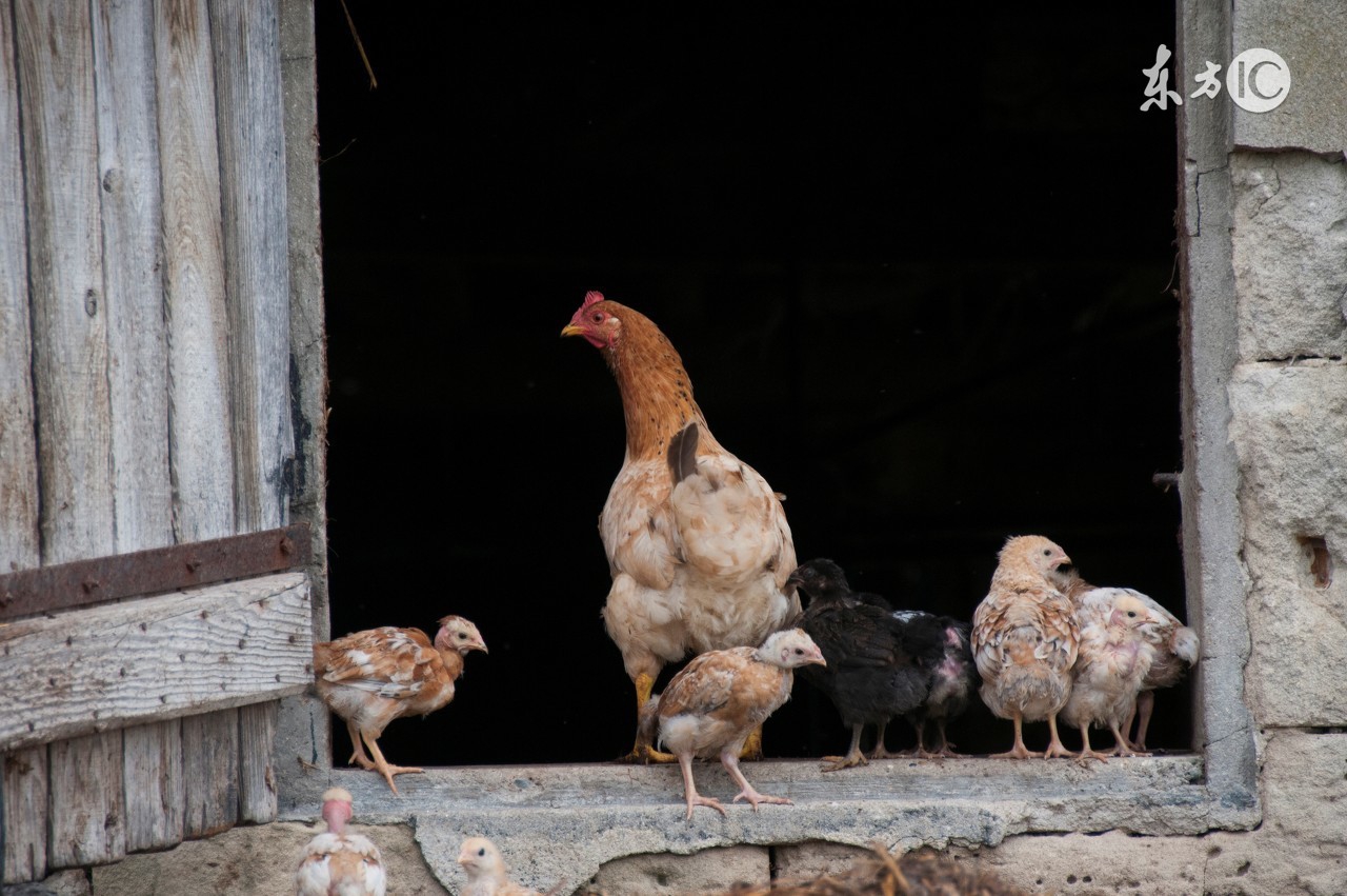 小鸡受凉还能养吗,小鸡需要预防什么病