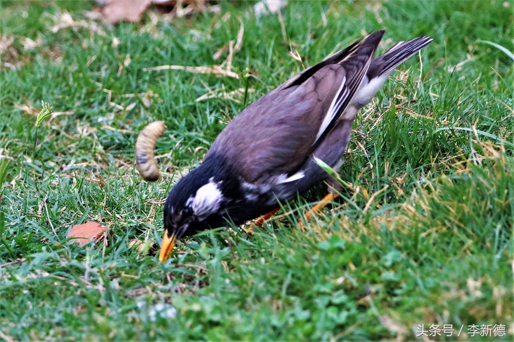 灰掠鸟大餐白土蚕