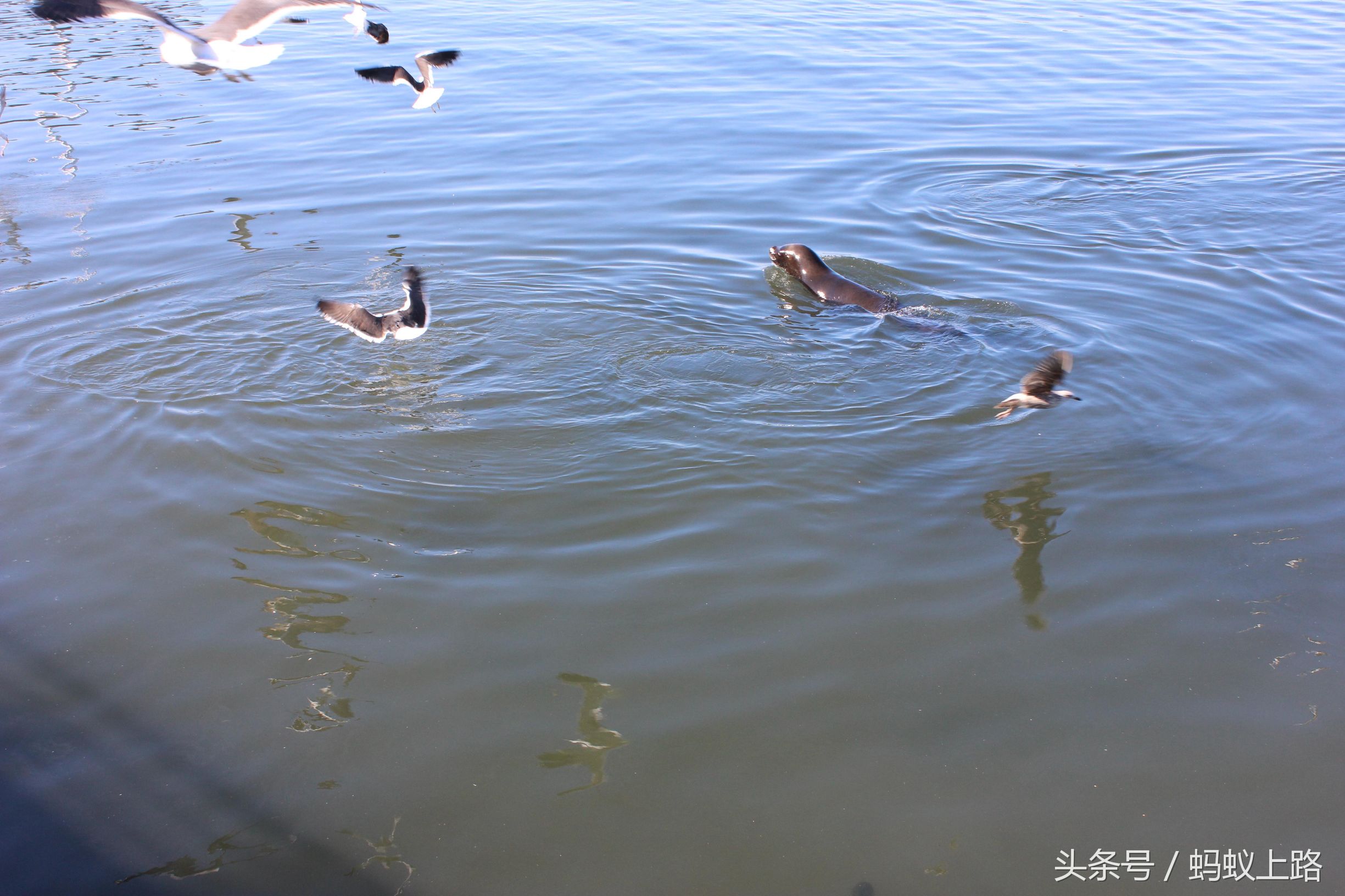 塔尔卡瓦诺智利军港图片,塔尔卡瓦诺城市