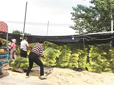 今天各地蒜薹价格多少钱1斤,山东蒜薹价格最新行情走势图