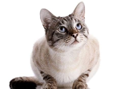 猫咪健康养护的注意事项,猫咪养护的五个注意事项