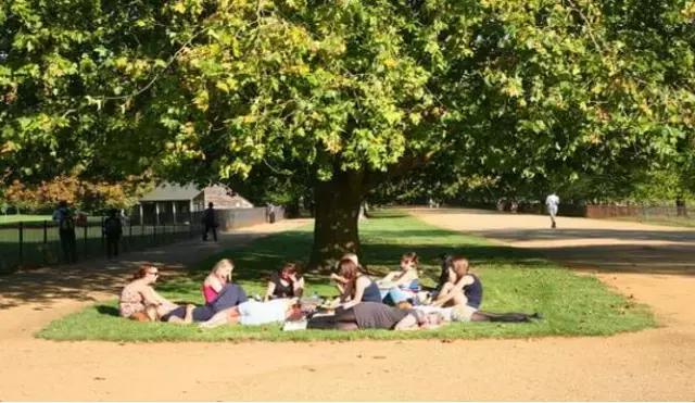 武大樱花园的介绍,武大樱园