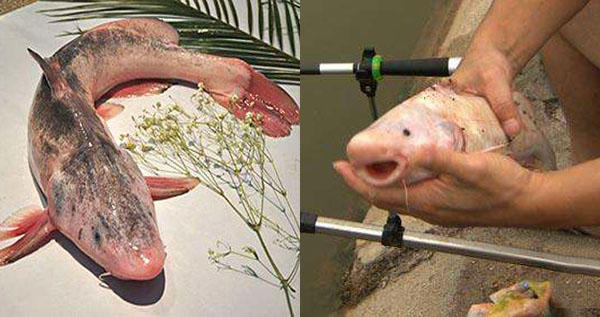 长江十大淡水名鱼,钓上来罕见红鲤鱼