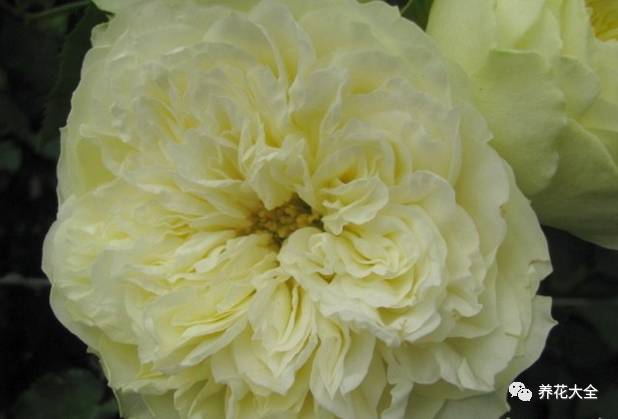 最美的十款月季品种推荐 (十种绝美的月季)