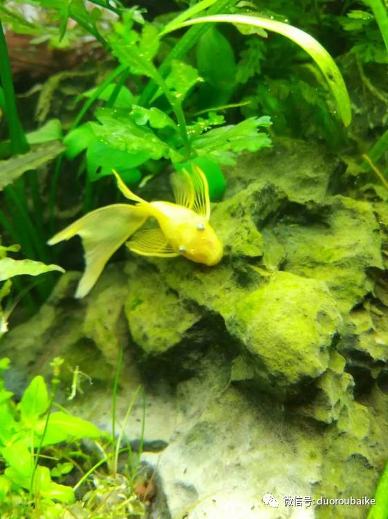 入多肉坑那些年踩过的误区,自从入了多肉坑