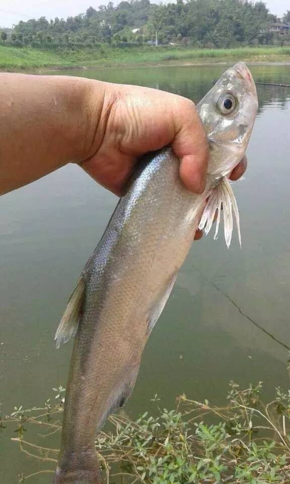 缁忓吀閽撴硶瑙嗛澶у叏,娆ч菠閽撴硶瑙嗛