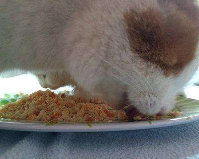 猫咪一天的食谱推荐,猫咪的料理食谱健康简单便宜