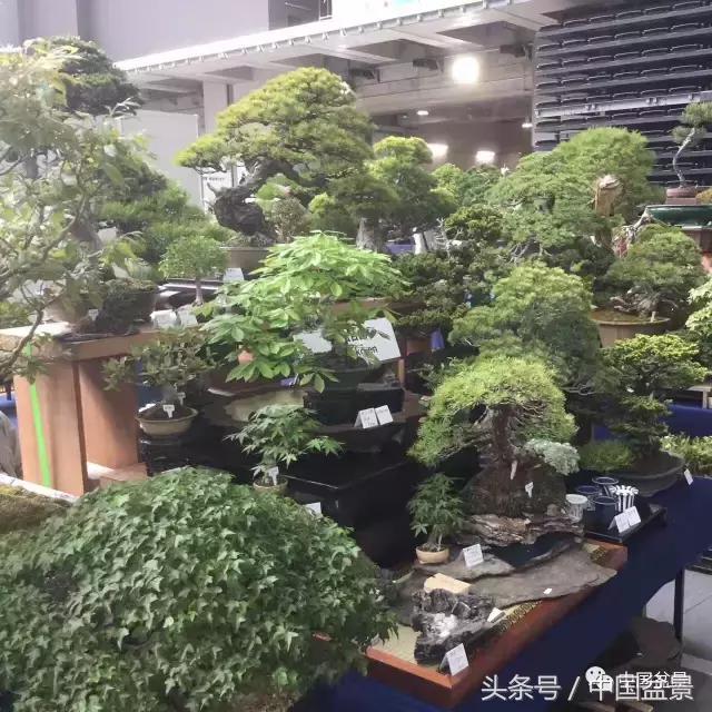 现在什么盆景最有前景,盆景创业未来前景如何