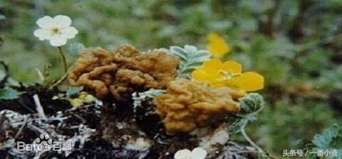 盘点一些毒蘑菇,剧毒蘑菇千万别碰