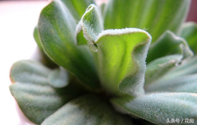 芙蓉莲耐寒吗,芙蓉莲是水上叶还是水下叶