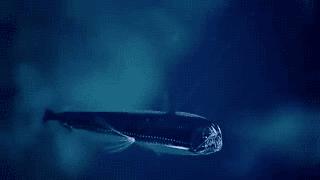 还敢骑皮皮虾？虾表示我们不是好惹的！