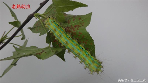 洋辣子真的好吃吗,洋辣子到底有多好吃