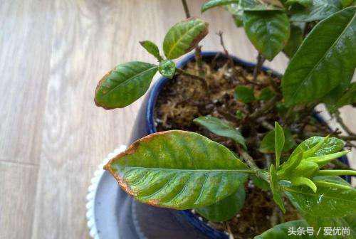 栀子花叶子发黄干枯是怎么回事,栀子花移栽后叶子蔫发黄怎么办