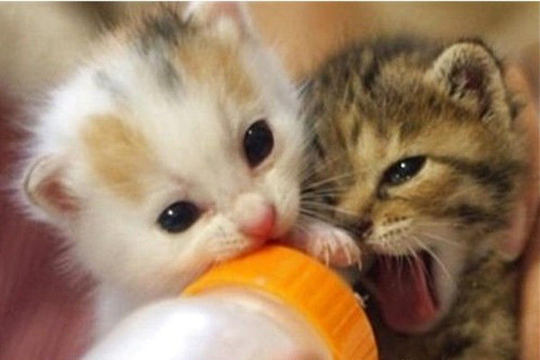 新手养猫注意事项大全,新手养猫注意事项软件