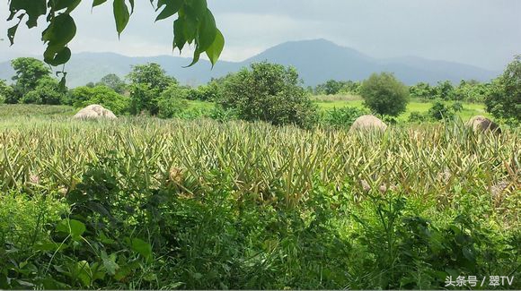 缅甸之旅缅甸寻宝,缅甸翡翠之行的感受