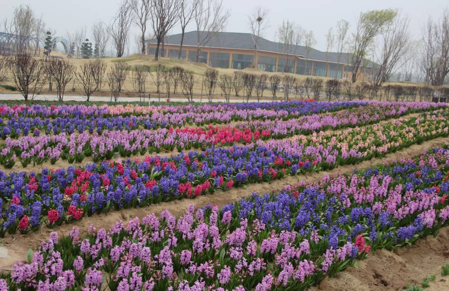 聊城市五一小长假去哪里玩,聊城五一假日攻略