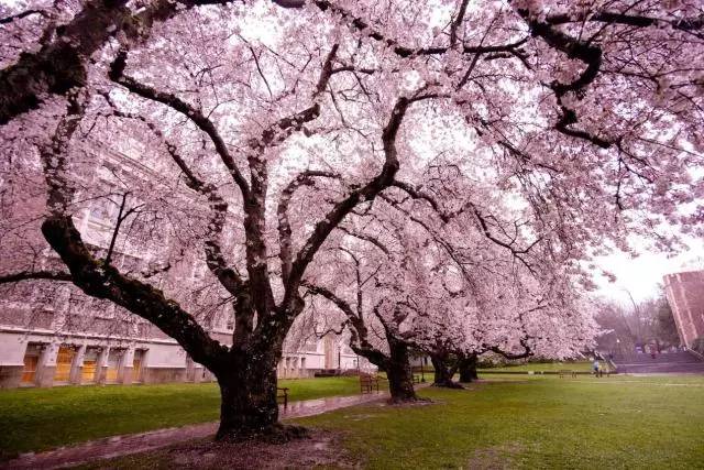 50八卦丨西雅图：甜美浪漫不夜城