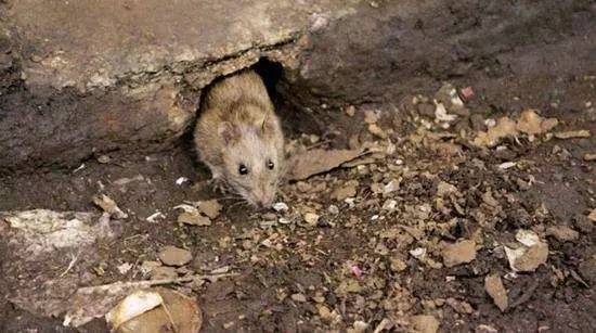 小伙刚淋过雨他就患上严重传染病，致病原竟是这个小东西……