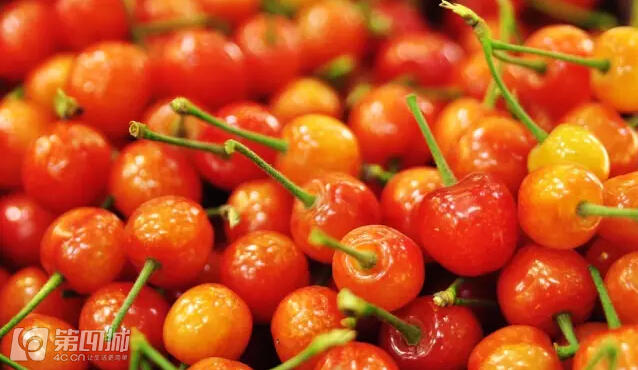 成都龙泉樱桃采摘地点附近,成都樱桃枇杷都能摘的地方