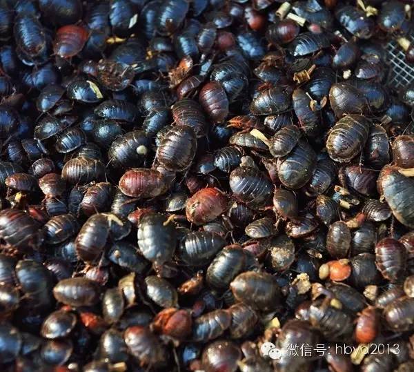 虫子卖到百元一斤,农村常见的虫子现在卖3000元一斤