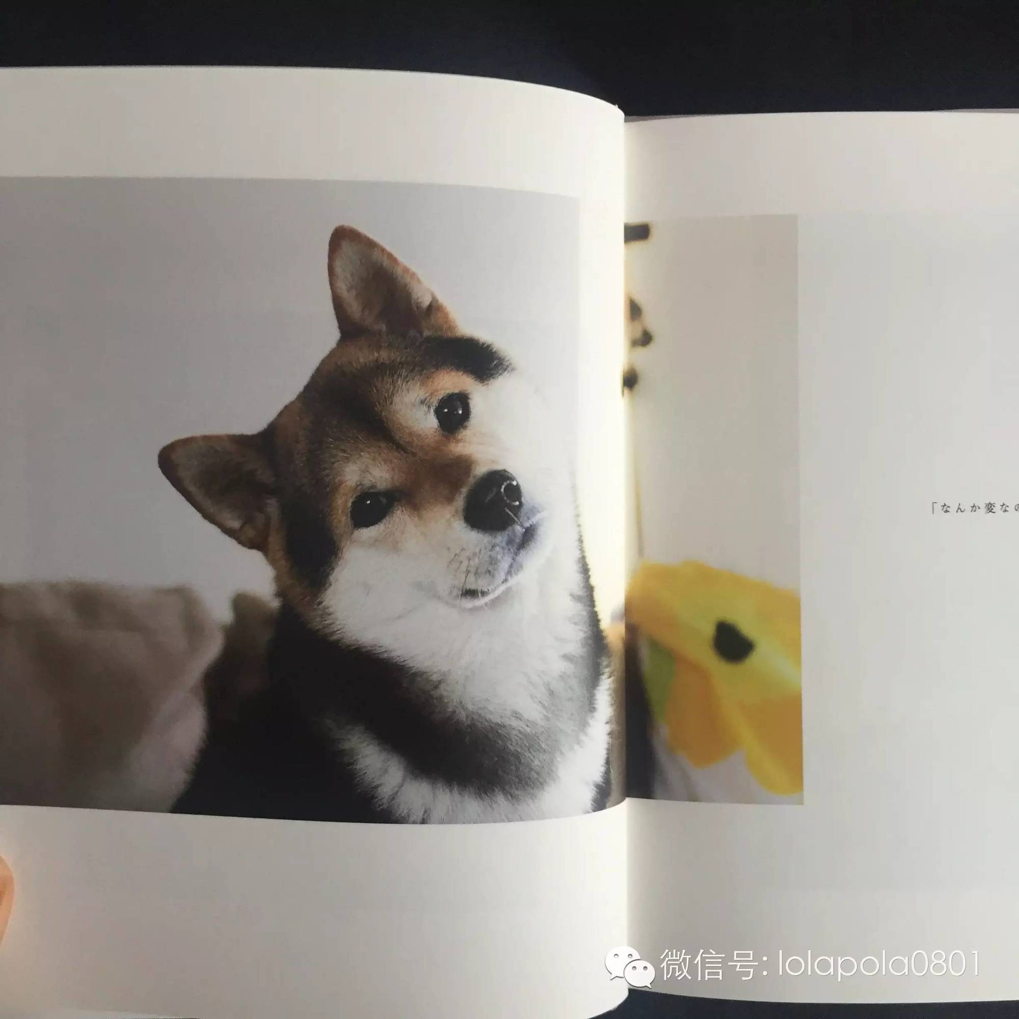 WeeklyFav｜#200125-0214春节假期好物发现推荐