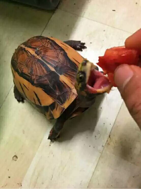 细说国龟之美五（黄额）