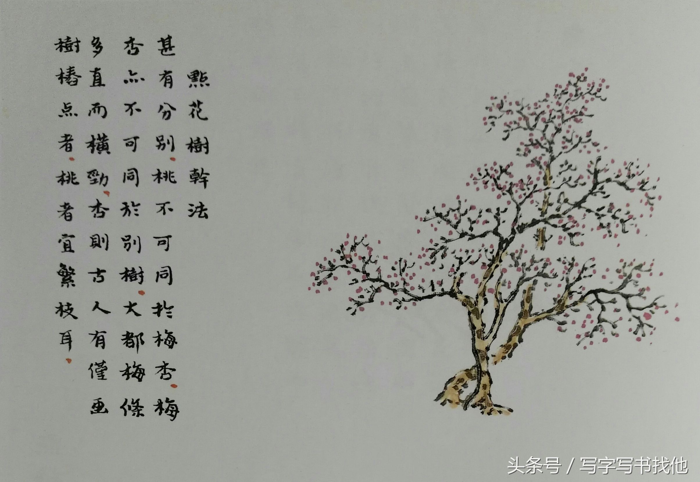 大写意花鸟画技法视频芭蕉,中国画大写意芭蕉叶画法