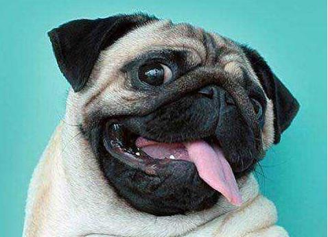 狗狗中暑了怎么办最快解决方法,天气这么热的狗都中暑了