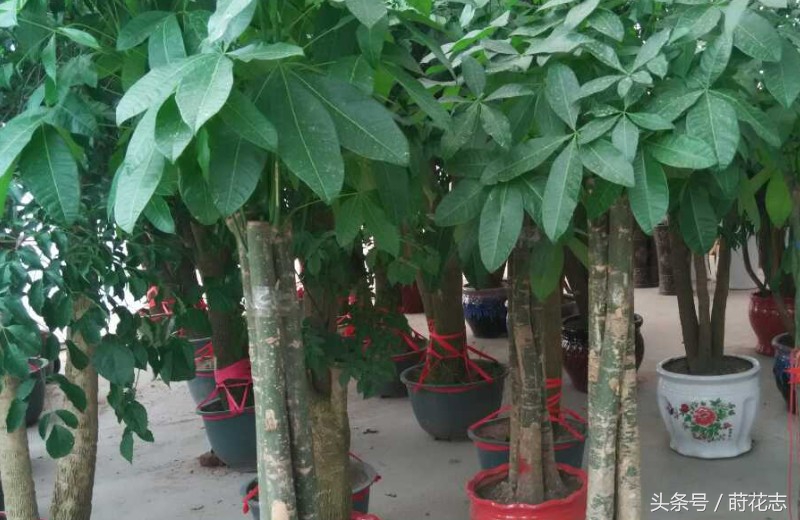 真正发财树和仿真发财树的区别,真正的发财树是什么样的呢