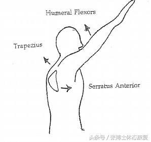体态康复咨询,肩关节康复训练的正确方法