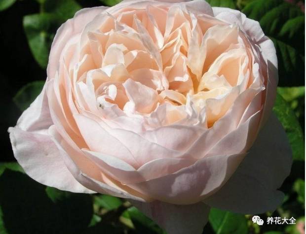 最美的十款月季品种推荐 (十种绝美的月季)