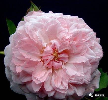 最美的十款月季品种推荐 (十种绝美的月季)