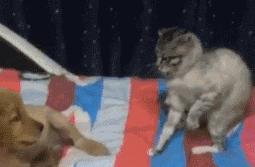 为啥不建议养金毛,为什么说不要轻易养金毛