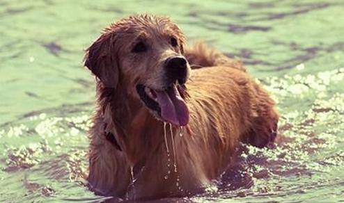 狗狗中暑了怎么办最快解决方法,天气这么热的狗都中暑了