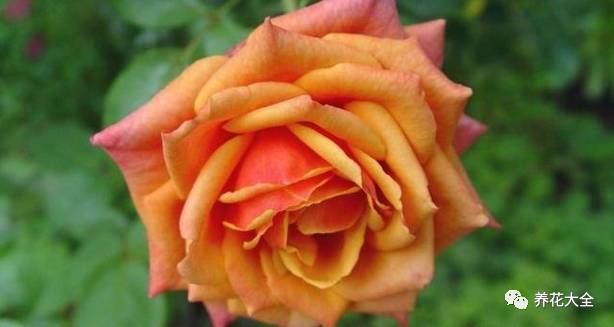 最美最高端的30款月季 (十种绝美的月季)