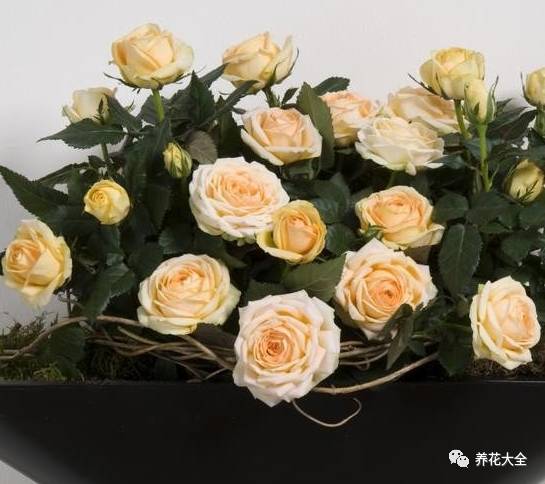 最美最高端的30款月季 (十种绝美的月季)