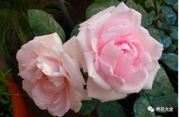 最美的十款月季品种推荐 (十种绝美的月季)