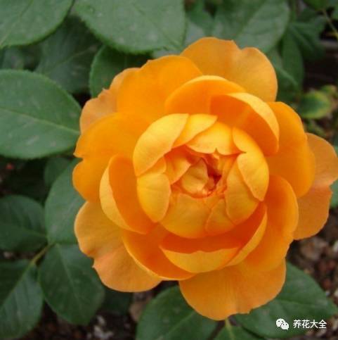 最美最高端的30款月季 (十种绝美的月季)