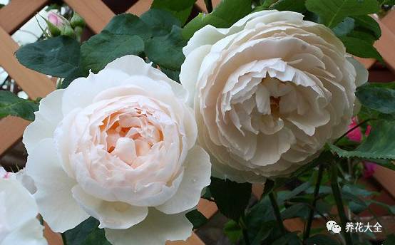 最美的十款月季品种推荐 (十种绝美的月季)