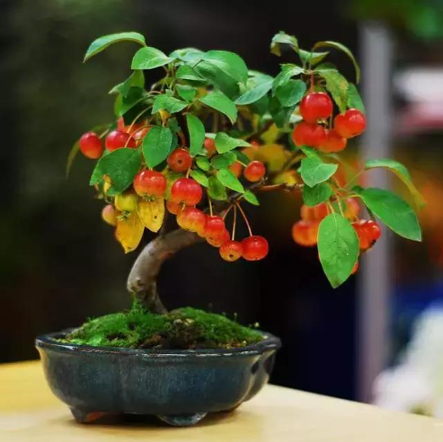 世界上最美的盆景有哪些,世界上最美的盆景