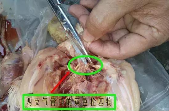 怎么治鸡呼吸道病,鸡呼吸道感染的症状和治疗方法