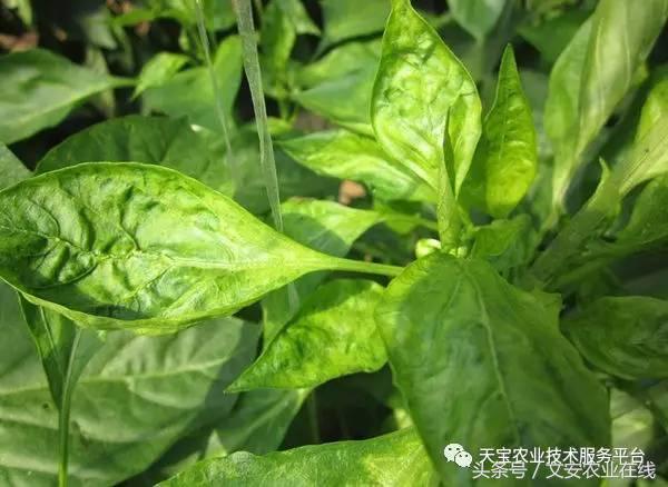 农作物病毒病防治药剂,病毒病防治讲解