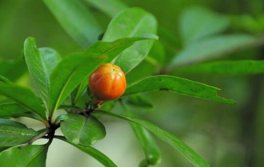 关于排卵期的征兆,备孕的你们身体都有哪些反应