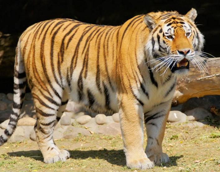 属鼠属牛属虎的注意事项,鼠牛虎哪个生肖含义好